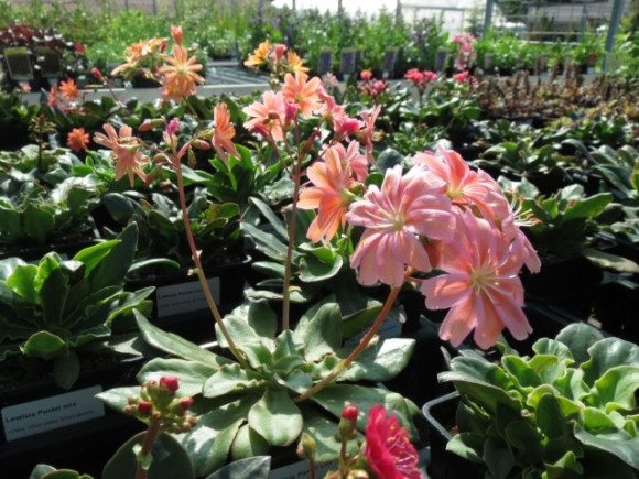Lewisia.