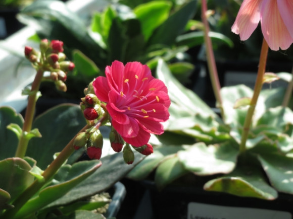 Lewisia.