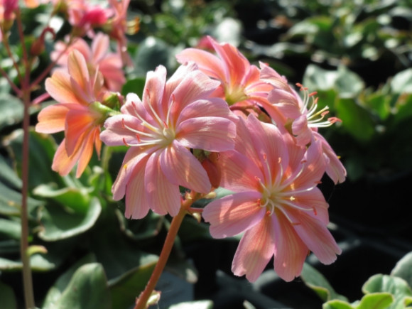 Lewisia.