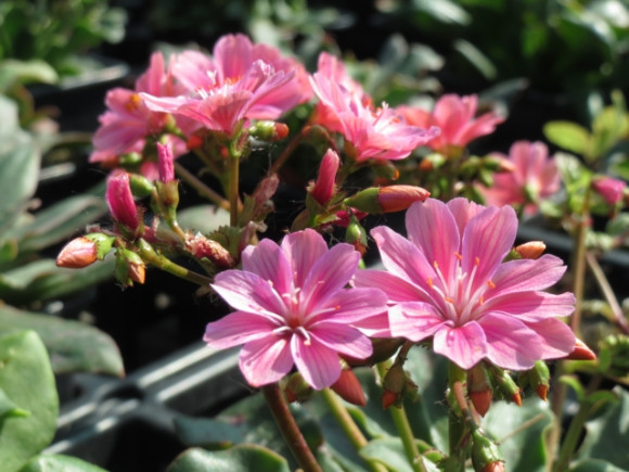 Lewisia.