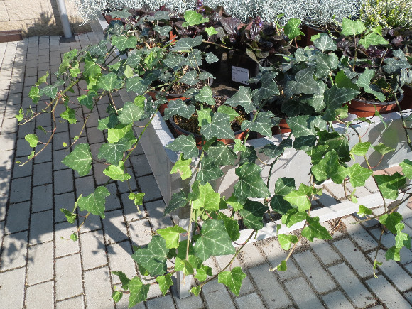 Břečťan.