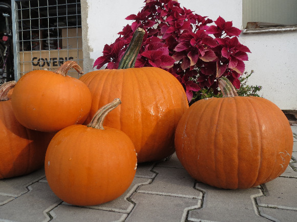 Dýně na Halloween.