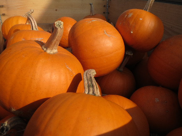 Dýně na Halloween.