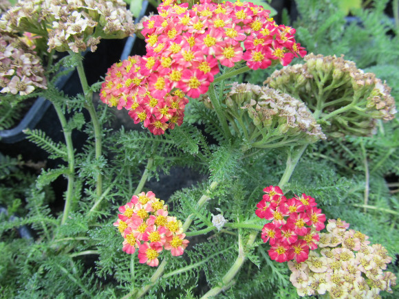 Achillea millefolium Desert Eve Red  - řebříček.