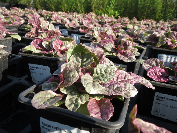 Ajuga reptans Burgundy Glow – zběhovec.