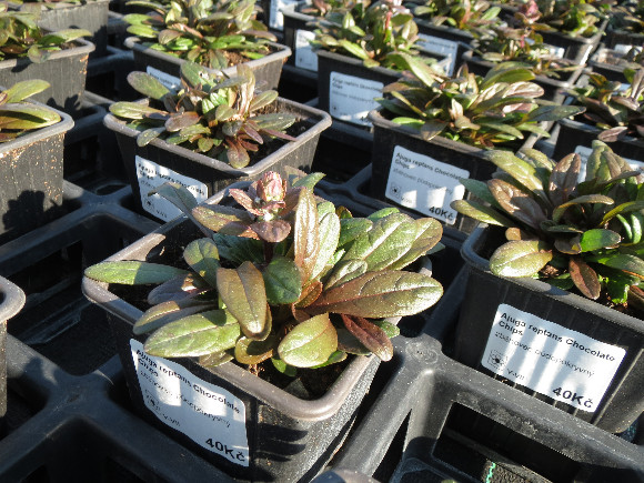 Ajuga reptans Chocolate Chips – zběhovec.