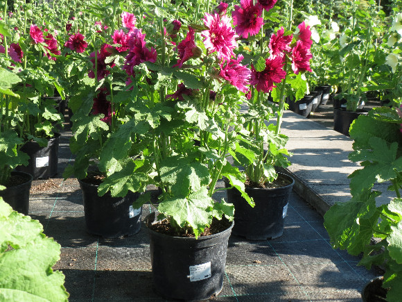 Alcea rosea Spring Celebrities Purple – slézová růže.