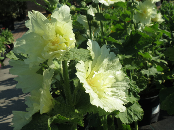 Alcea rosea Spring Celebrities Lemon – slézová růže.
