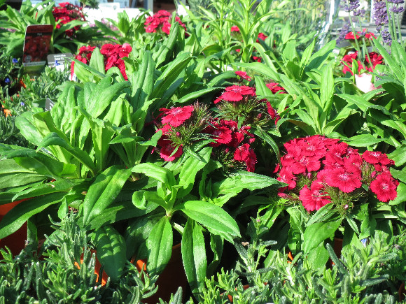 Dianthus barbatus Barbarini F1 Red – karafiát.