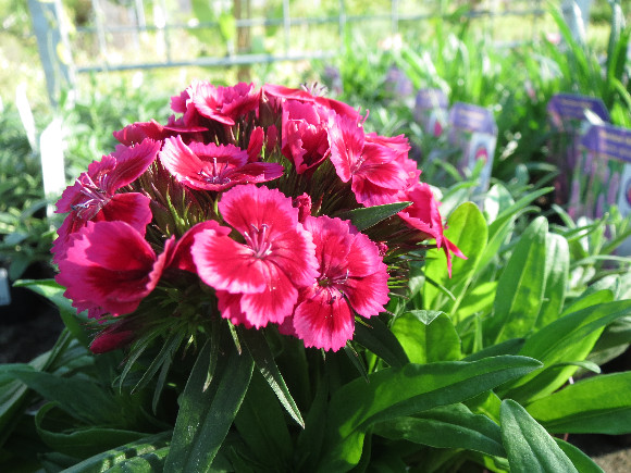 Dianthus barbatus Barbarini F1 Red Rose Bicolor – karafiát.