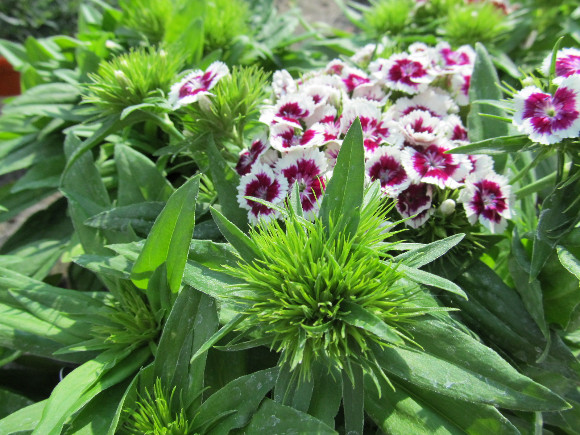 Dianthus barbatus Barbarini F1 Purple Picotee – karafiát.