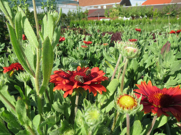 Gaillardia aristata Arizona  Red Shades - kokarda.