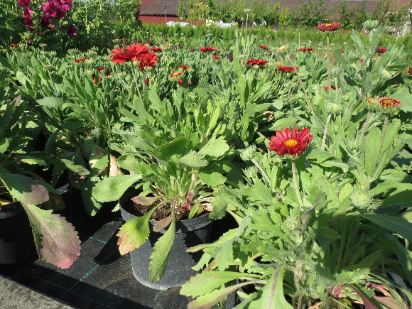 Gaillardia aristata Arizona  Red Shades - kokarda.