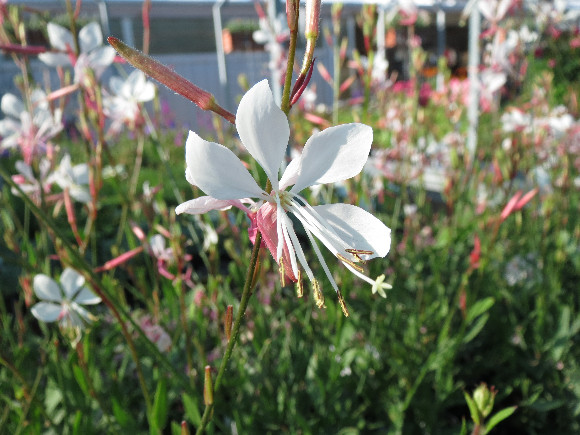 Gaura lindheimeri White – gaura.