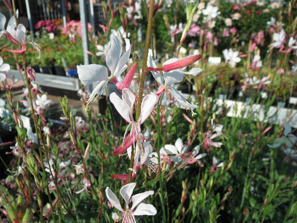 Gaura lindheimeri White – gaura.
