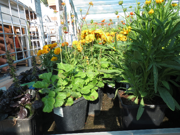 Geum coccineum Koi – kuklík.