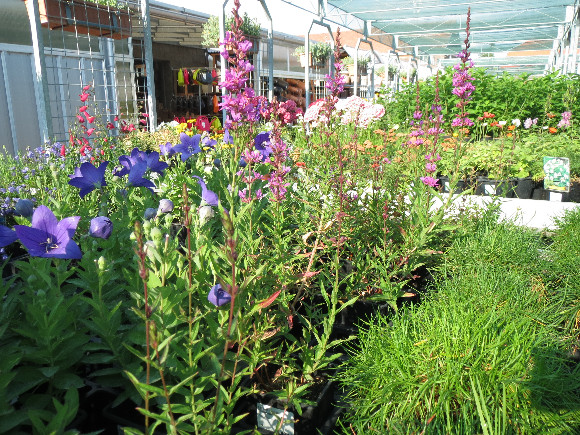 Lythrum virgatum Dropmore Purple  – kyprej.