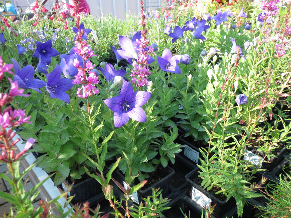 Platycodon grandiflorus F1 Astra Blue – boubelka velkokvětá.