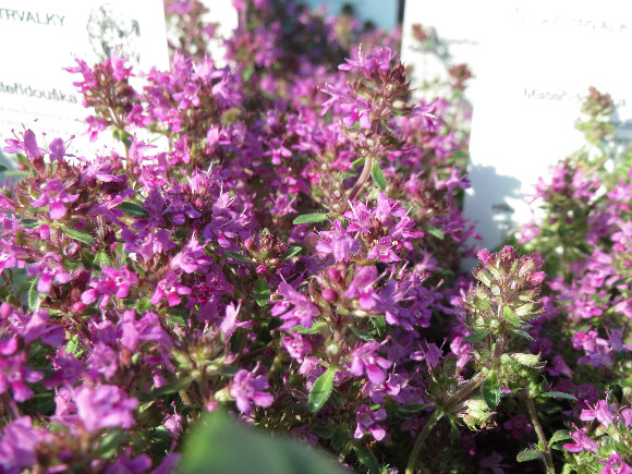 Thymus praecox Red Carpet – mateřídouška.
