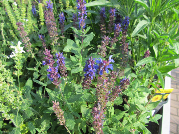 Salvia x superba Bordeau Blue – šalvěj.
