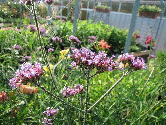 Verbena bonariensis – sporýš.