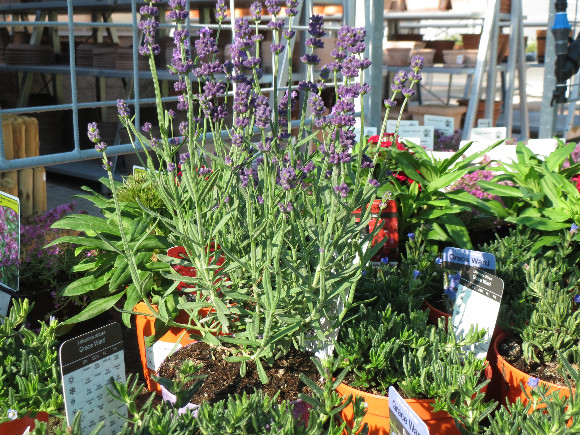 Lavandula angustifolia Aromatico Blue – levandule.