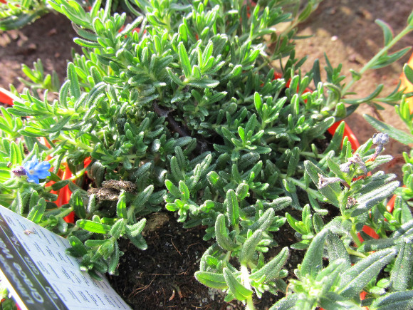 Lithodora diffusa Grace Ward Blue – kamejka.