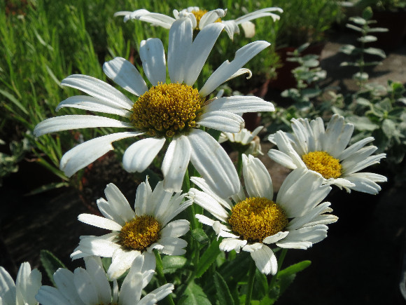 Leucanthemum  maximum F1 Snow Lady – kopretina.