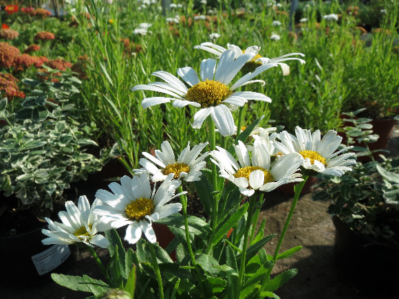 Leucanthemum  maximum F1 Snow Lady – kopretina.