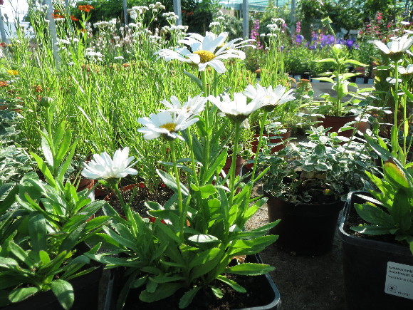 Leucanthemum  maximum F1 Snow Lady – kopretina.
