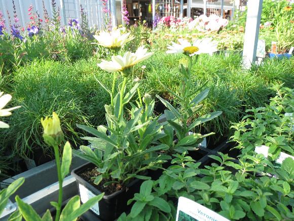 Leucanthemum  maximum F1 Broadway Lights – kopretina.