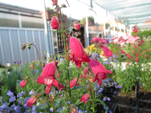 Penstemon x maxicali Carillo Red – dráčík.