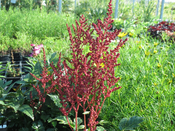 Astilbe x arendsii Montgomery – čechrava.