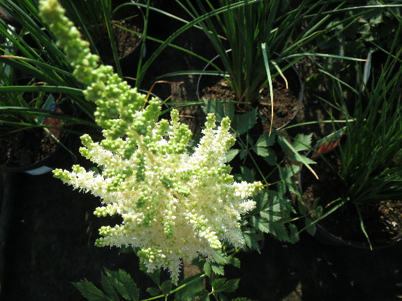 Astilbe x arendsii Diamond and Pearls – čechrava.