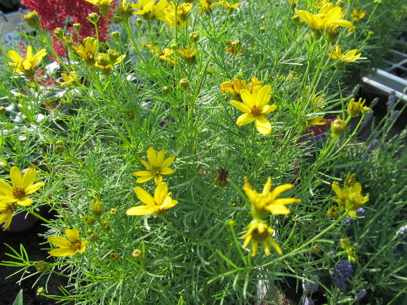 Coreopsis verticillata Zagreb – krásnoočko.