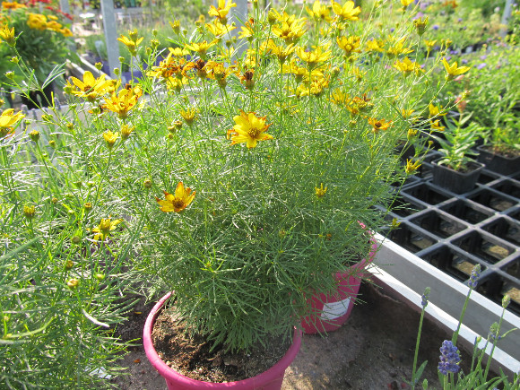 Coreopsis verticillata Zagreb – krásnoočko.