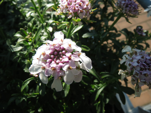 Iberis hybrida Pink Ice  - iberka.