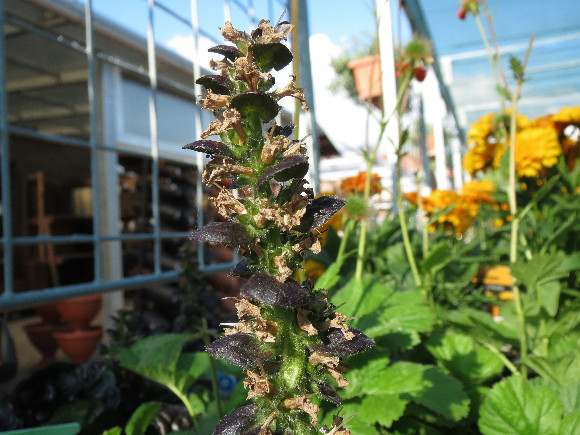 Ajuga reptans Black Scallop – zběhovec.