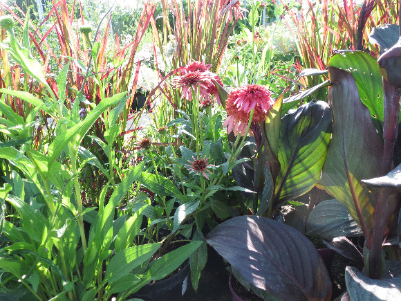 Echinacea purpurea Guava Ice – třapatka.