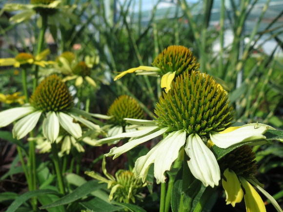 Echinacea purpurea Cleopatra – třapatka.