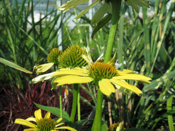 Echinacea purpurea Cleopatra – třapatka.