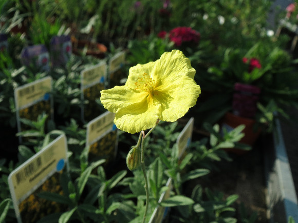 Helianthemum hybridum Golden – devaterník.