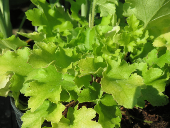 Heuchera hybrida Lime Marmalade - dlužicha.