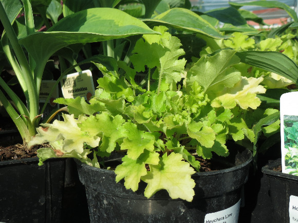 Heuchera hybrida Lime Marmalade - dlužicha.