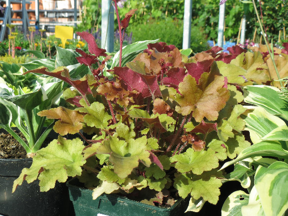 Heuchera hybrida Marmalade - dlužicha.