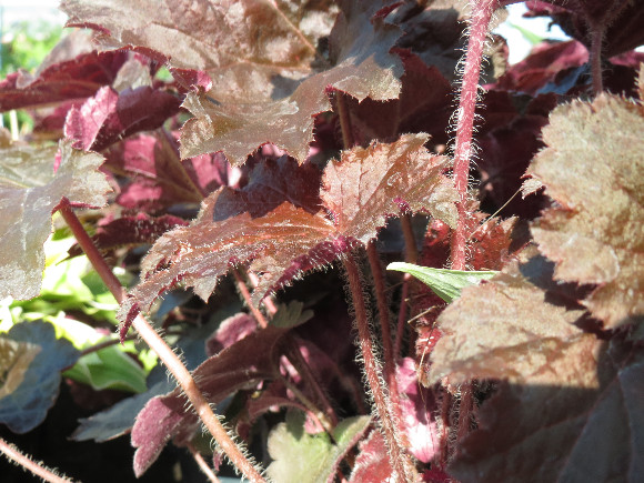 Heuchera hybrida Palace Purple – dlužicha.
