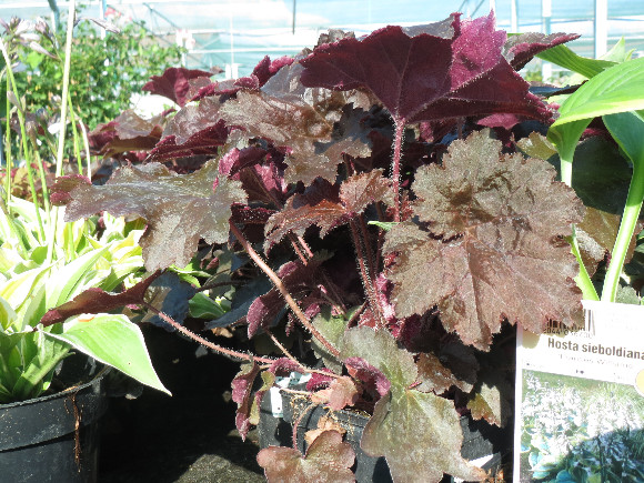 Heuchera hybrida Palace Purple – dlužicha.