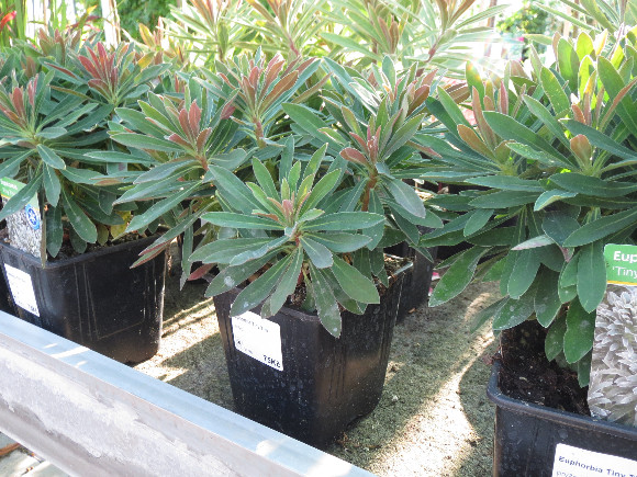 Euphorbia amygdaloides Purpurea  -  pryžec.