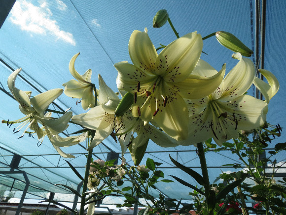 Lilium hybridum Sweet Surrender – lilie.