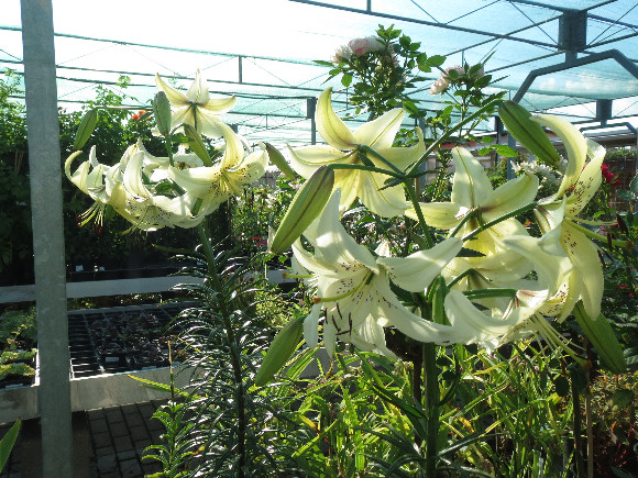 Lilium hybridum Sweet Surrender – lilie.